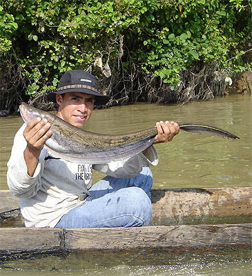 Record photograph for Sternopygus macrurus
